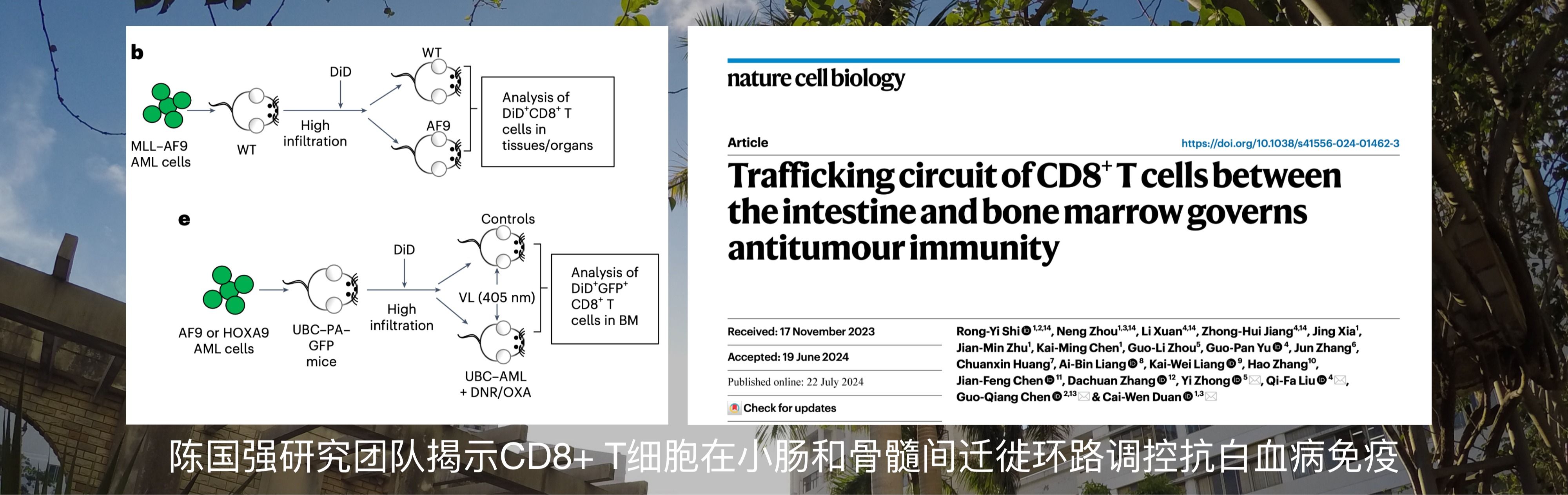 陈国强研究团队揭示CD8+ T细胞在小肠和骨髓间迁徙环路调控抗白血病免疫[2024, Nat Cell Biol.]